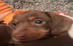 Miniature Dachshund dogs for sale: Playful smooth haired mini dachshunds Ready Now - Image 7