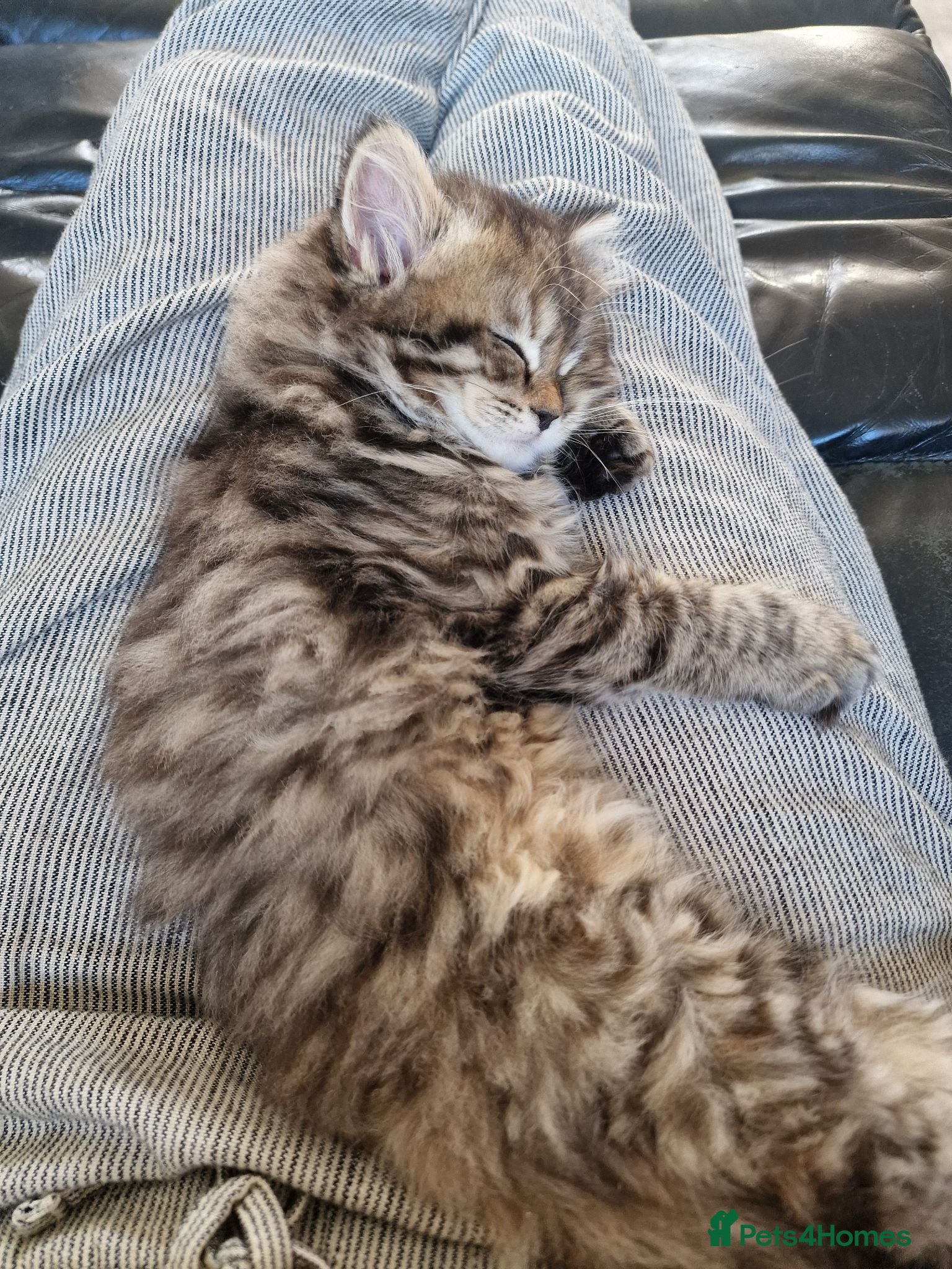 British Longhair cats Beautiful British kittens last kitten available - Advert 2