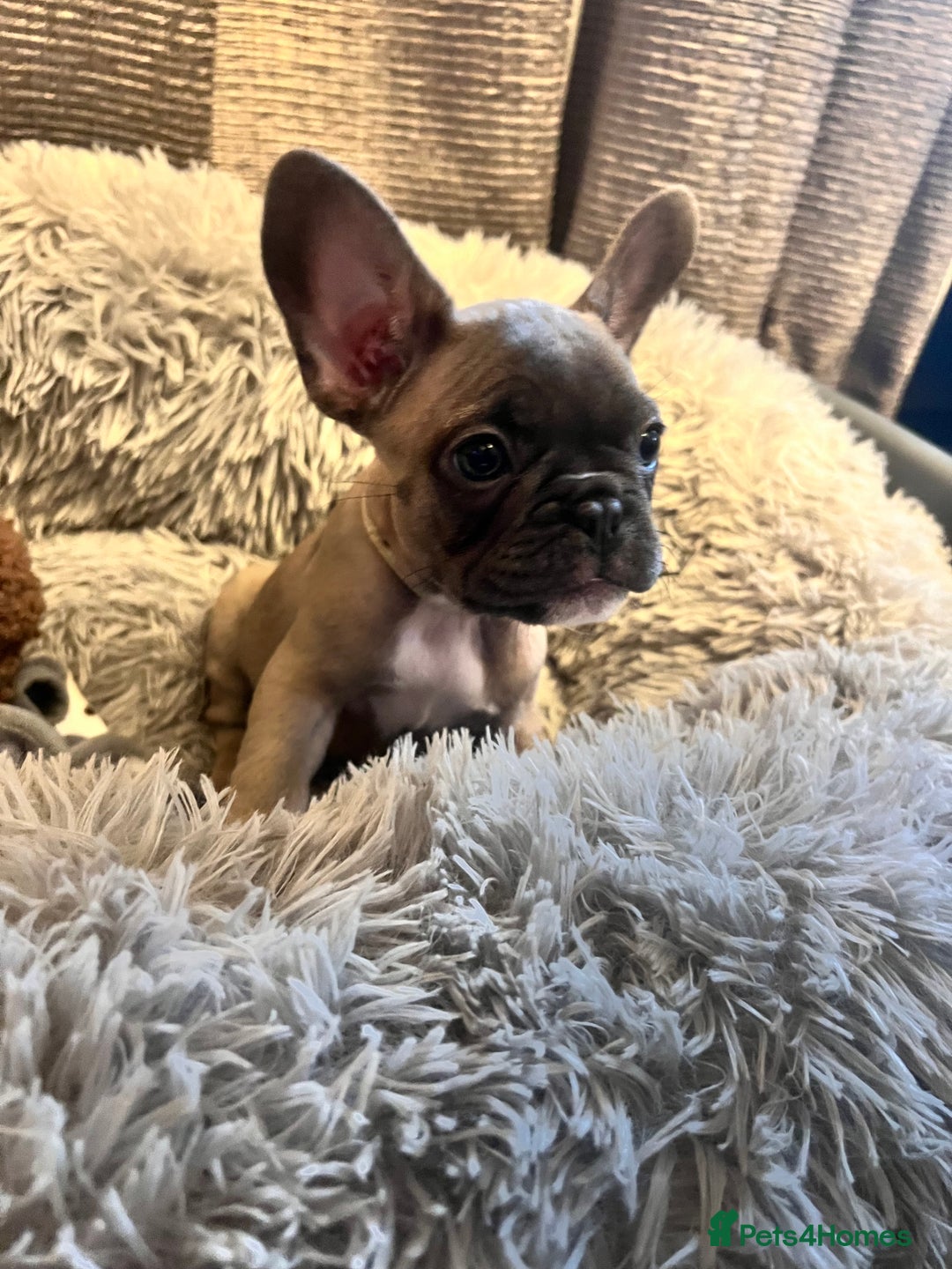 French Bulldog dogs for sale: Little girl looking for her own family 🏡❤️ - Advert 3
