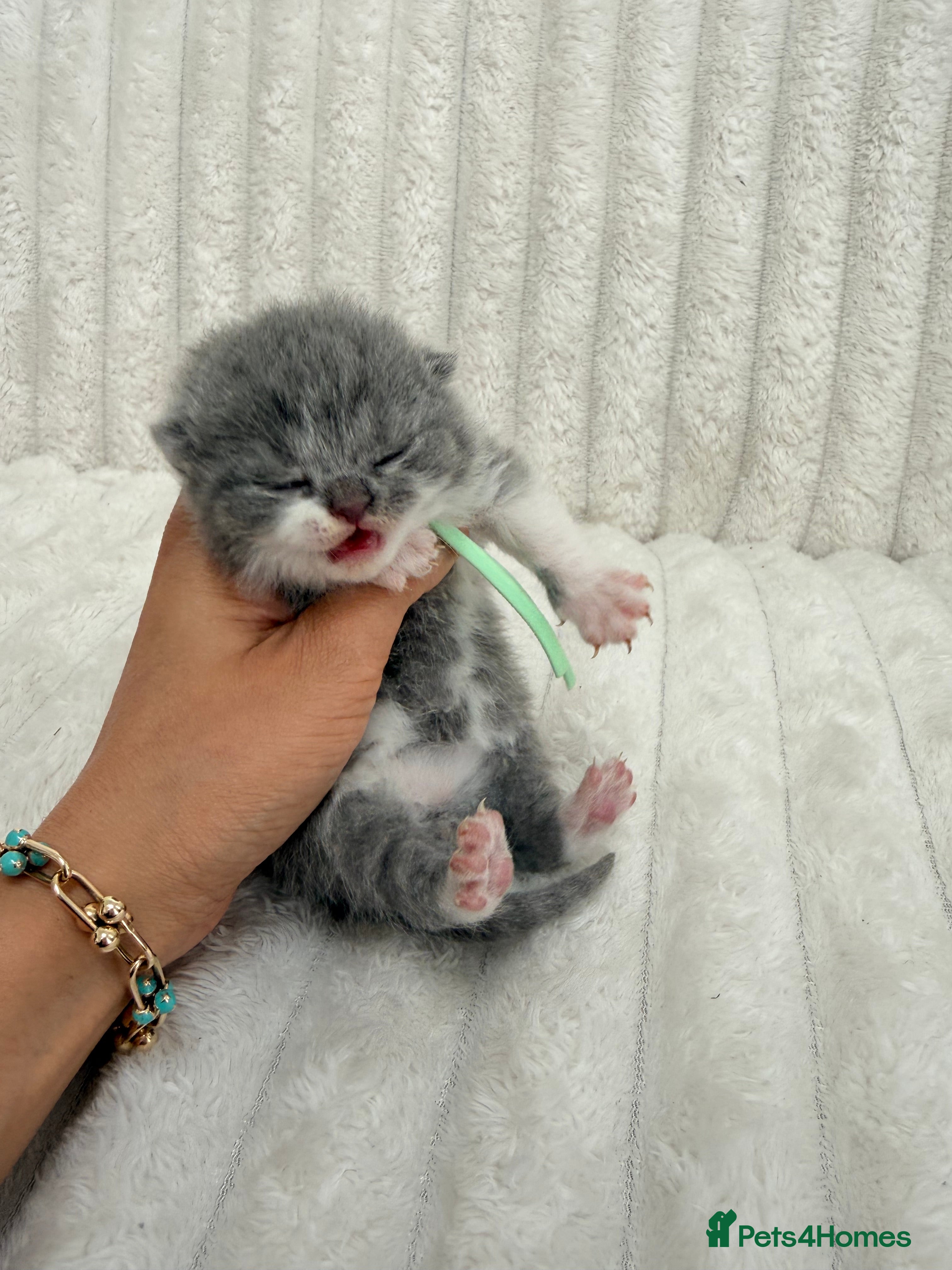 British Shorthair cats for sale: Cute British Shorthair Kittens – Pet Homes Only 💛 - Advert 3