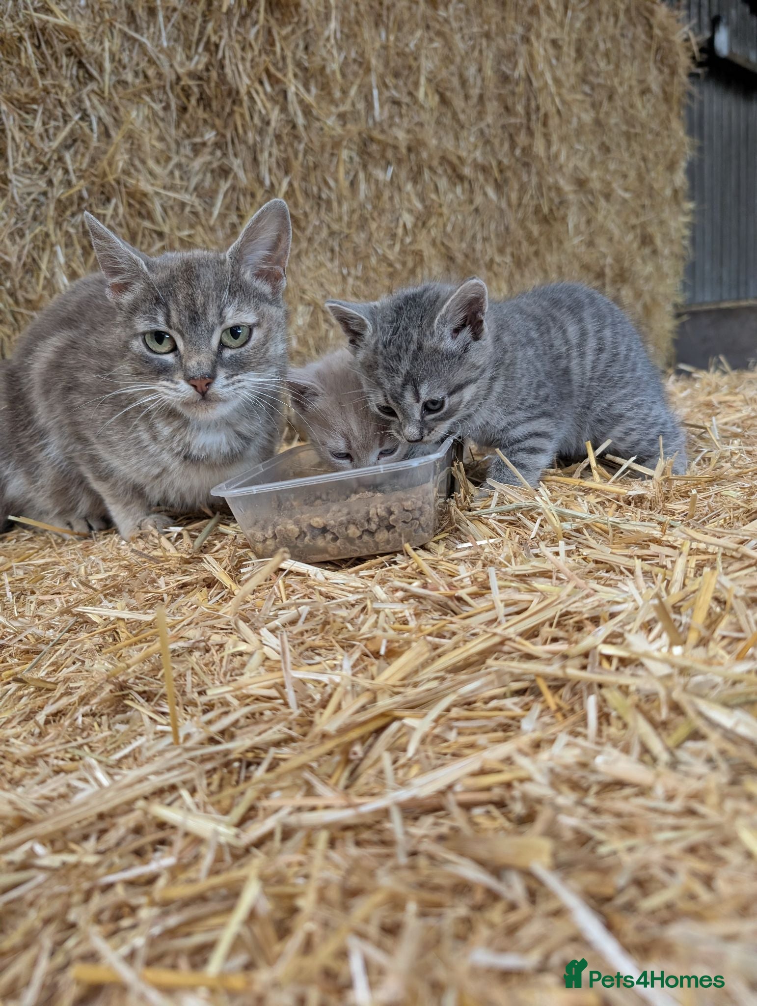 Mixed Breed cats 2 male farm kittens  - Advert 1
