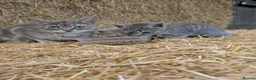 Mixed Breed cats for sale: 2 male farm kittens  in Stranraer - Advert 1
