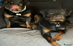 Rottweiler dogs for sale: Rottweiler puppy female  - Image 8