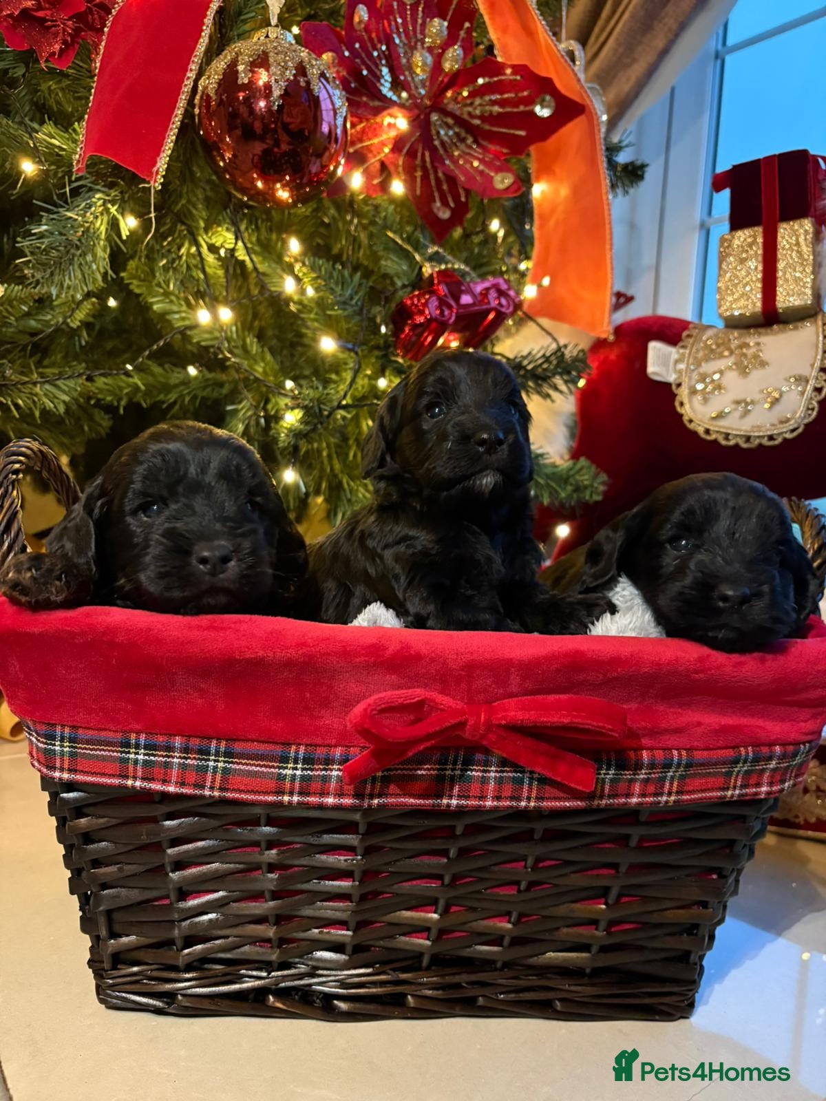 Cockapoo dogs Licenced breeder adorable curly cockapoos - Advert 2