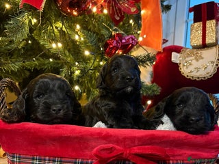 Cockapoo dogs Licenced breeder adorable curly cockapoos - Advert 2