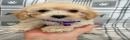 Maltipoo dogs for sale: Happy,loving affectionate Health Tested Maltipoo’s - Advert 24