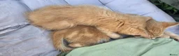 Mixed Breed cats for sale: Kittens for sale - Advert 5