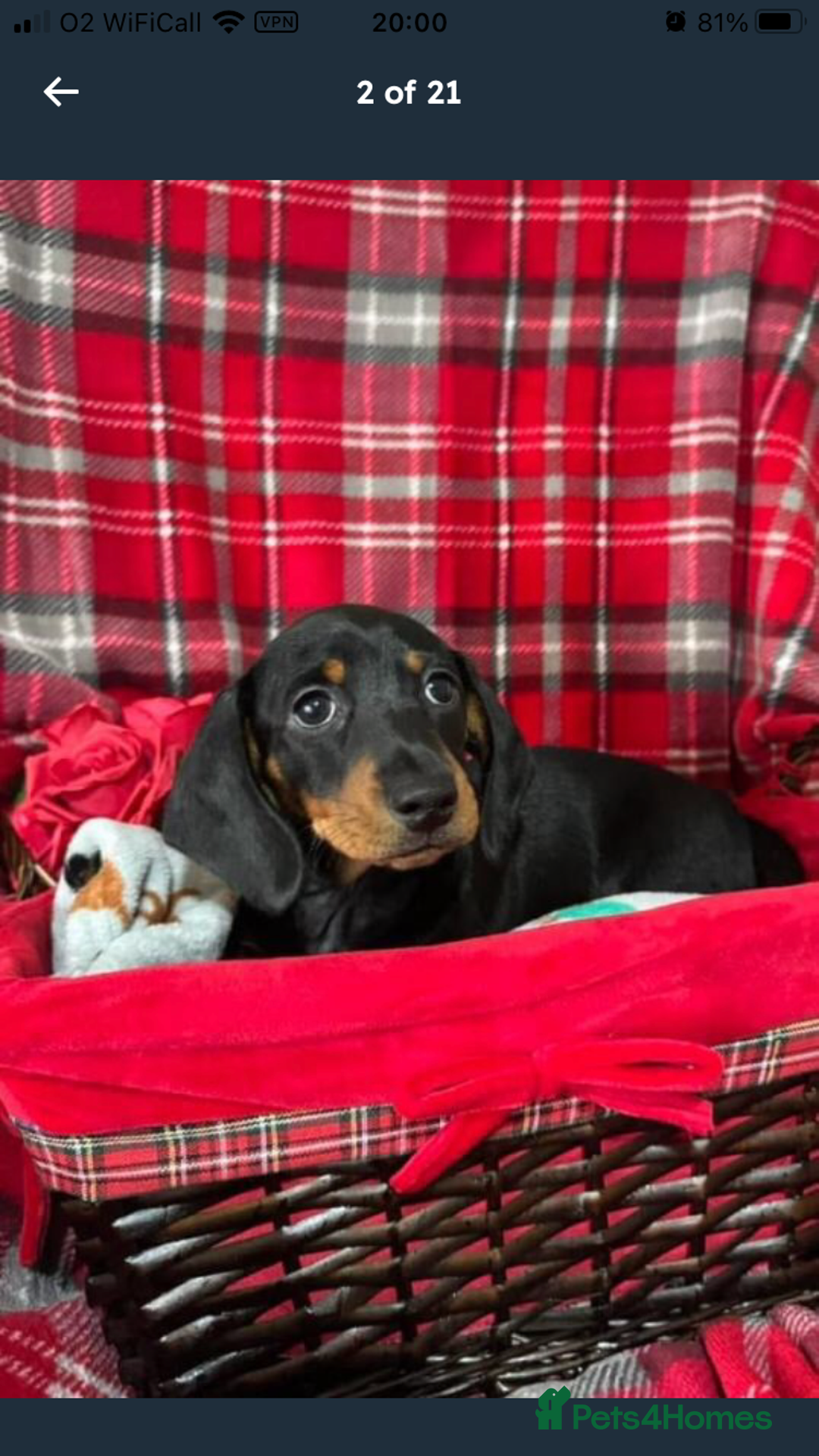 Dachshund dogs for sale: Male Dachshund 😘 xx ready for a new home  - Advert 1