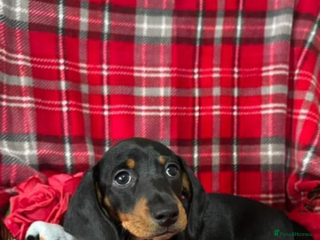 Dachshund dogs Male Dachshund 😘 😘 ready for a new home - Advert 1