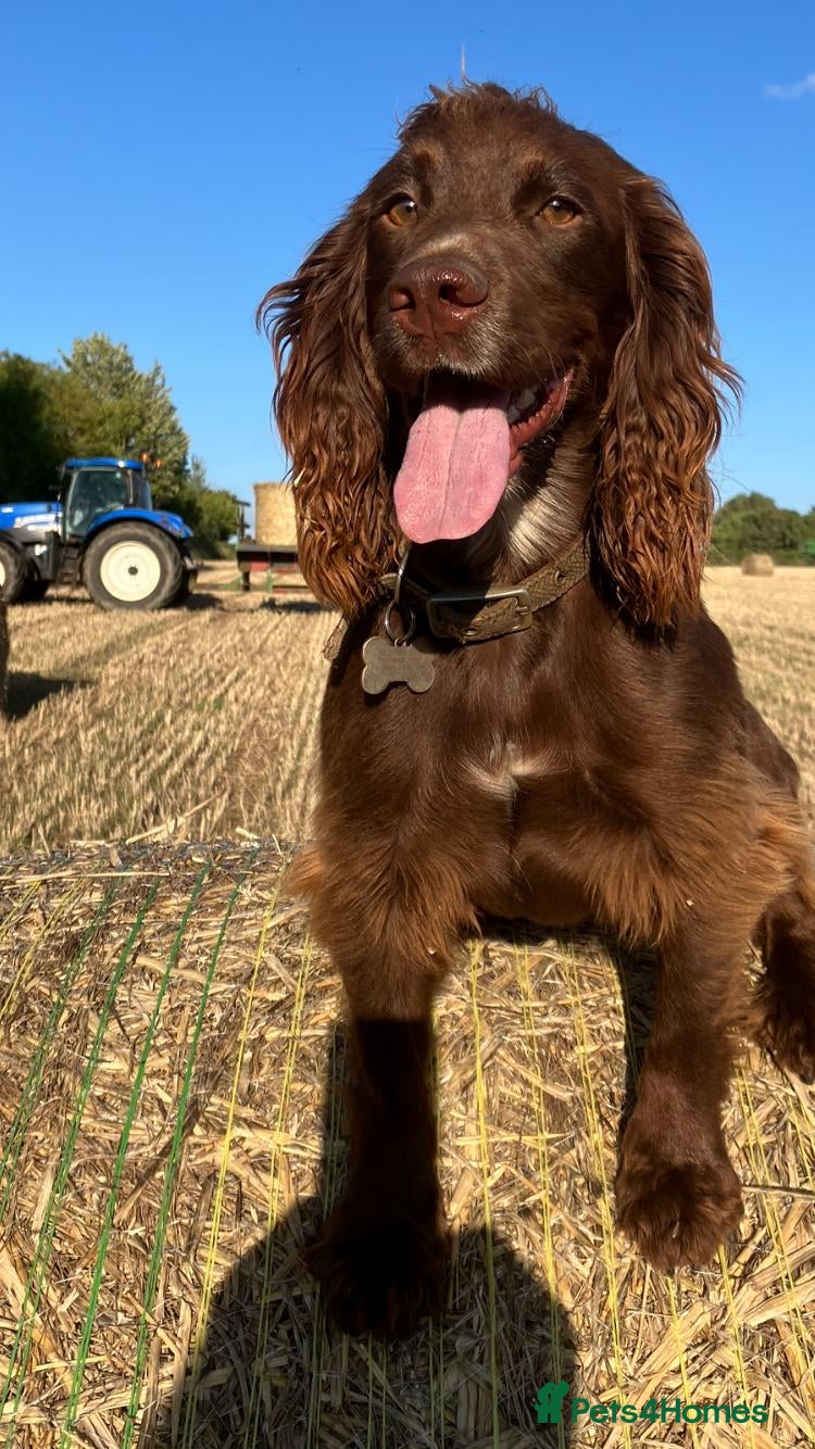 Cocker Spaniel dogs KC Registered Working Cocker Spaniel Puppies - Advert 1