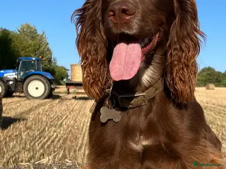 Cocker Spaniel dogs KC Registered Working Cocker Spaniel Puppies - Advert 2