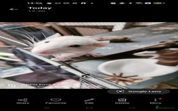 Rat rodents for sale: Dumbo rex Rats - Image 11