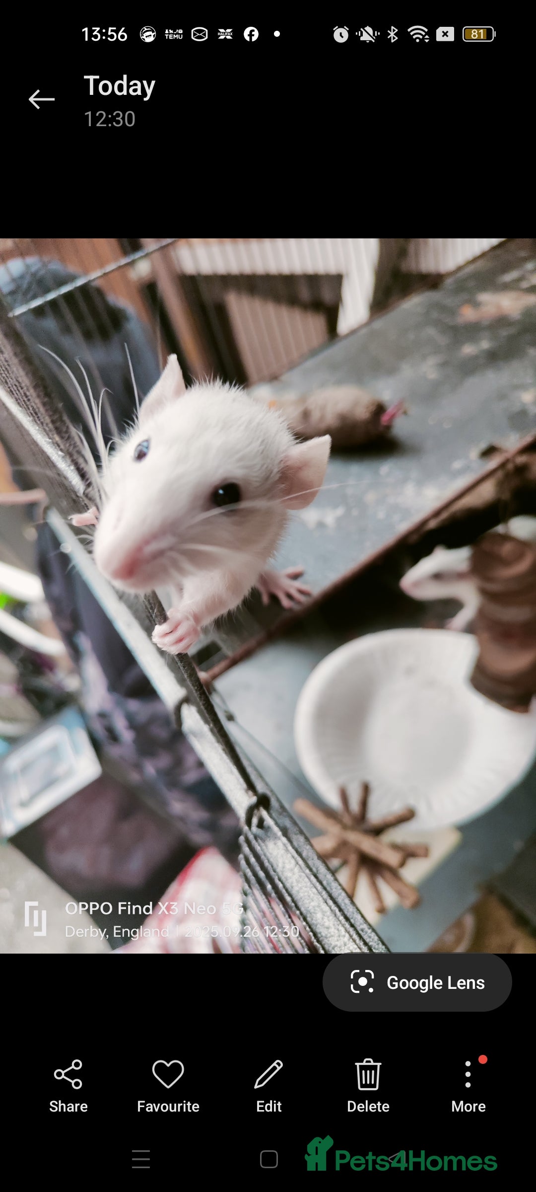 Rat rodents for sale: Dumbo rex Rats - Image 11