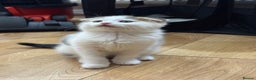 Scottish Fold cats for sale: Scottish fold kittens for sale ready to leave  - Advert 5