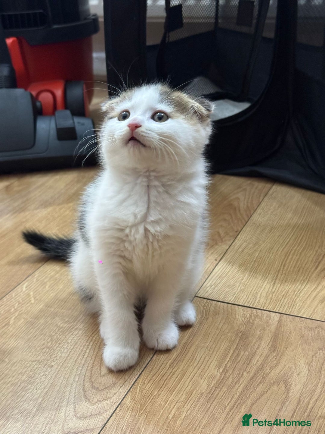 Scottish Fold cats for sale: Scottish fold kittens for sale ready to leave  - Advert 5