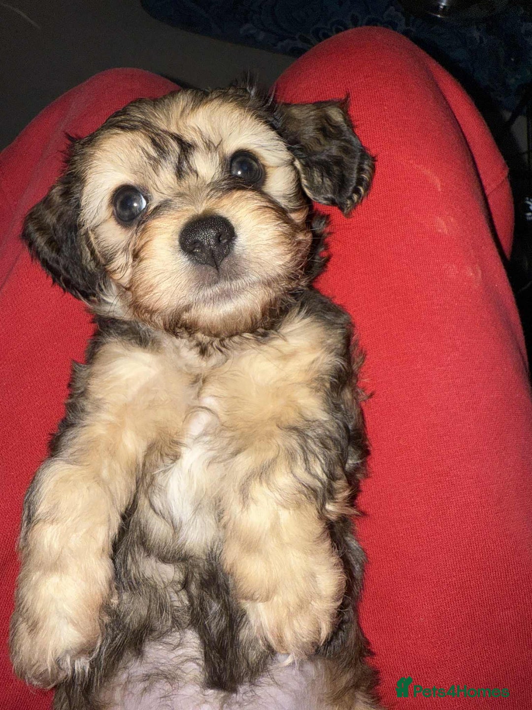 Mixed Breed dogs for sale: Final beauty left from the litter - Advert 6