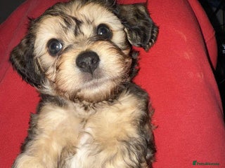 Mixed Breed dogs Final beauty left from the litter - Advert 16