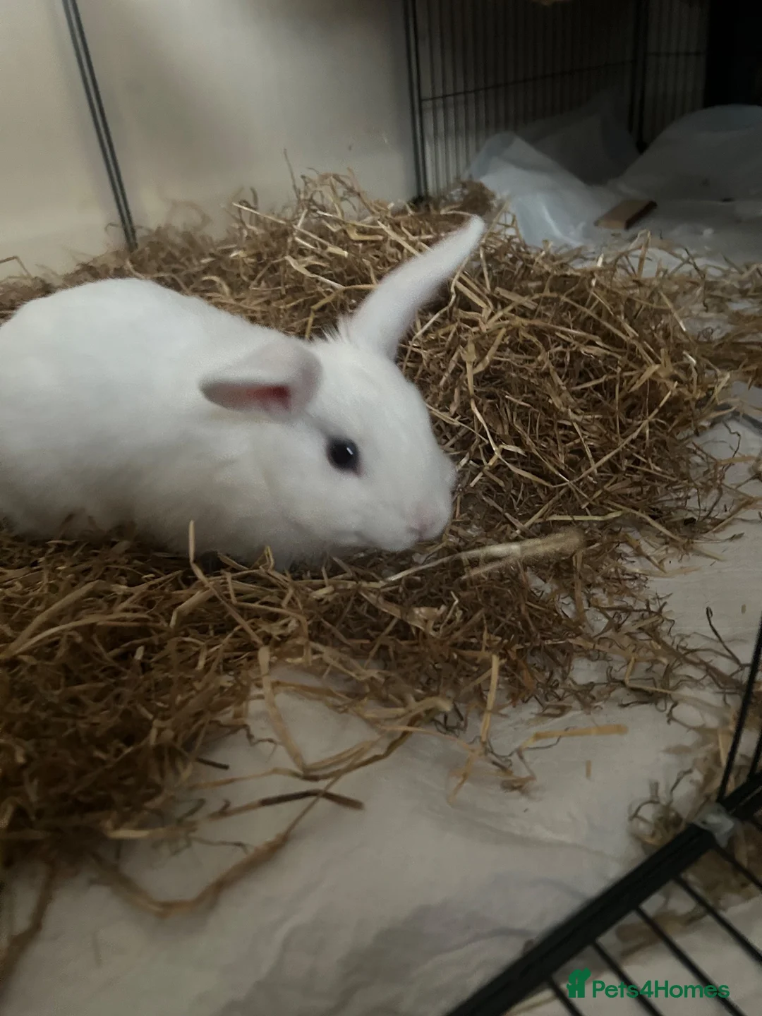 Mixed Breed rabbits for sale: cute netherland dwarf cross single mane lionhead in Barnsley - Advert 5
