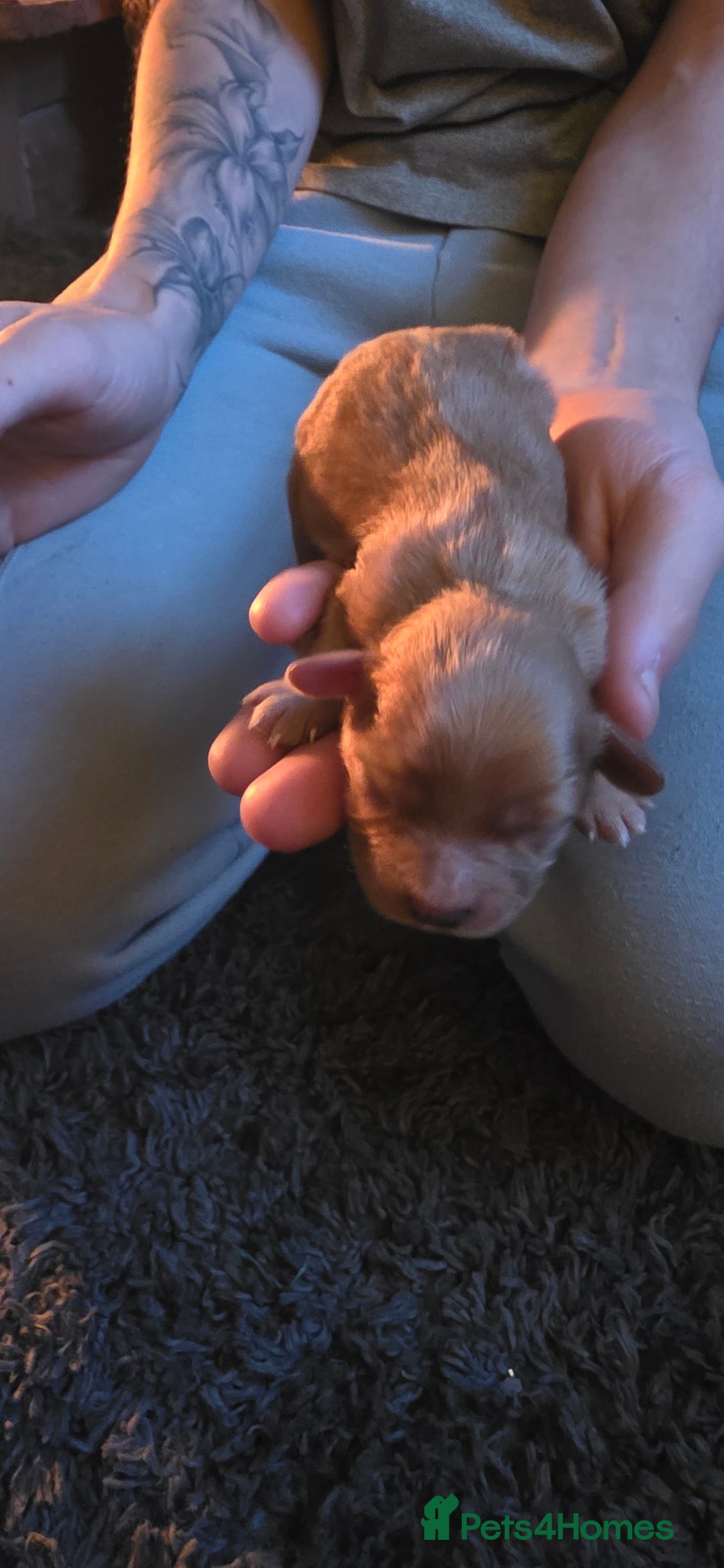 Cavapoo dogs for sale: Stunning miniature cavapoo - Advert 11