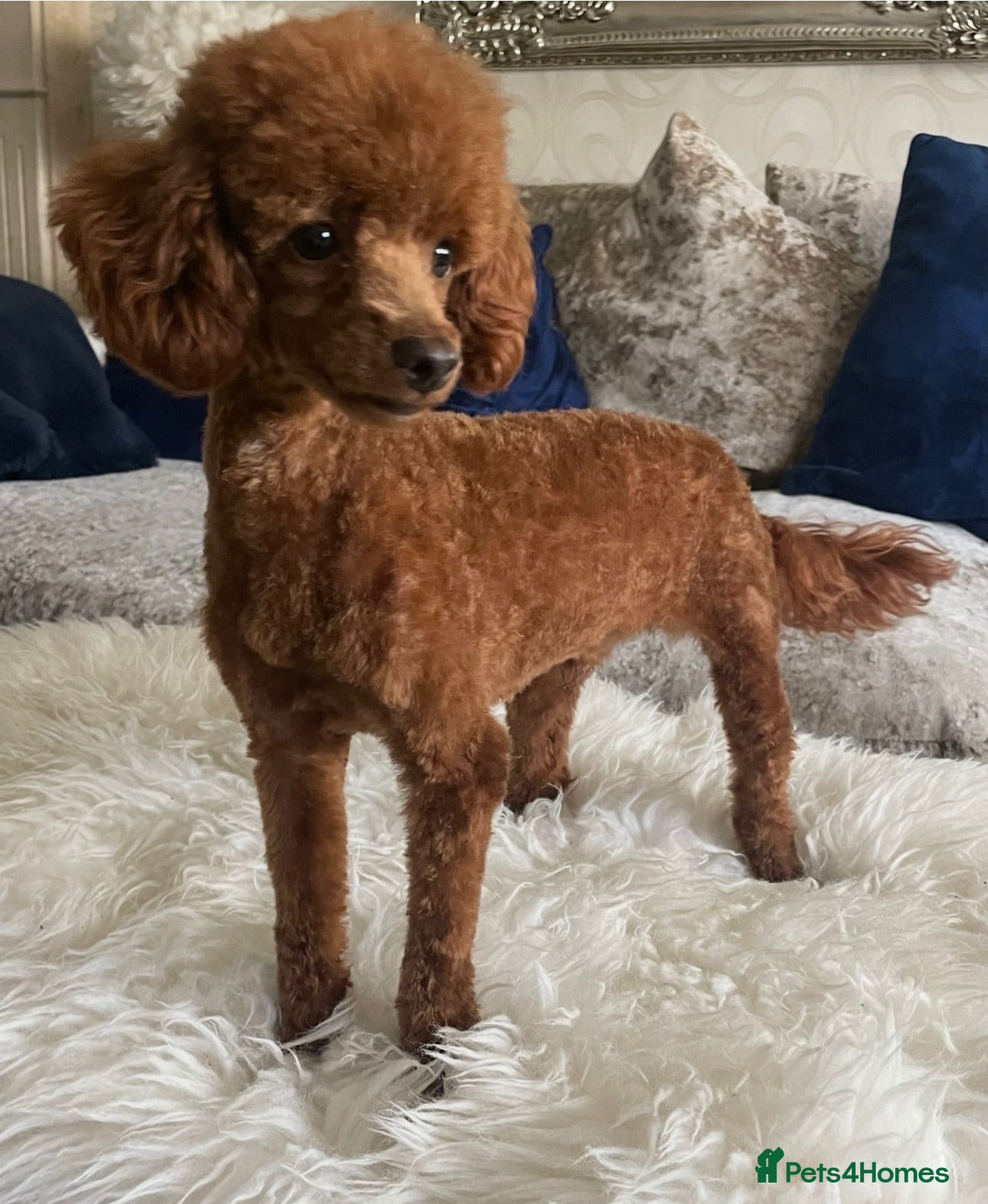 Maltipoo dogs ✨ HEALTH TESTED PARENTS ✨KC 👑 MALTIPOOS 👑 - Advert 2