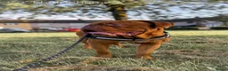 Dogue De Bordeaux dogs for stud: 🔥 ODIN — DOGUE DE BORDEAUX STUD 🔥 - Advert 6
