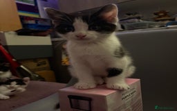 Mixed Breed cats for sale: Kittens  - Image 8