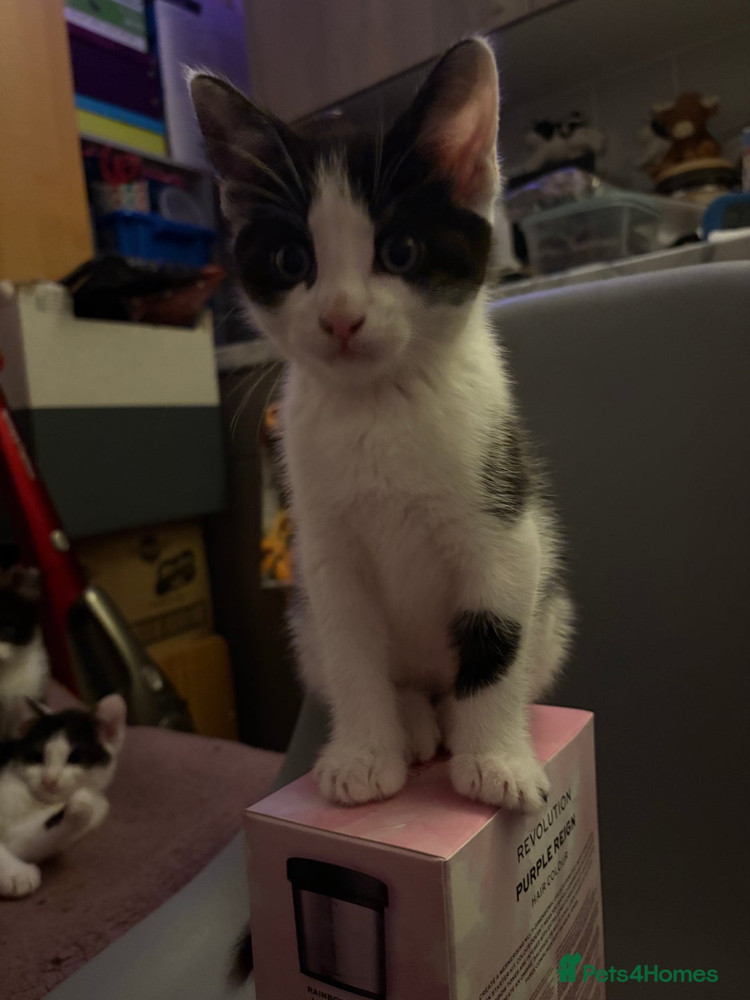 Mixed Breed cats for sale: Kittens  - Image 8