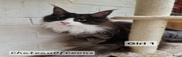 Maine Coon cats for sale: Stunning Black Smoke Registred Maine Coon Kittens - Advert 15