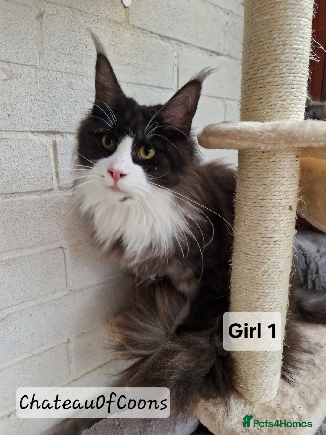 Maine Coon cats for sale: Stunning Black Smoke Registred Maine Coon Kittens - Advert 15