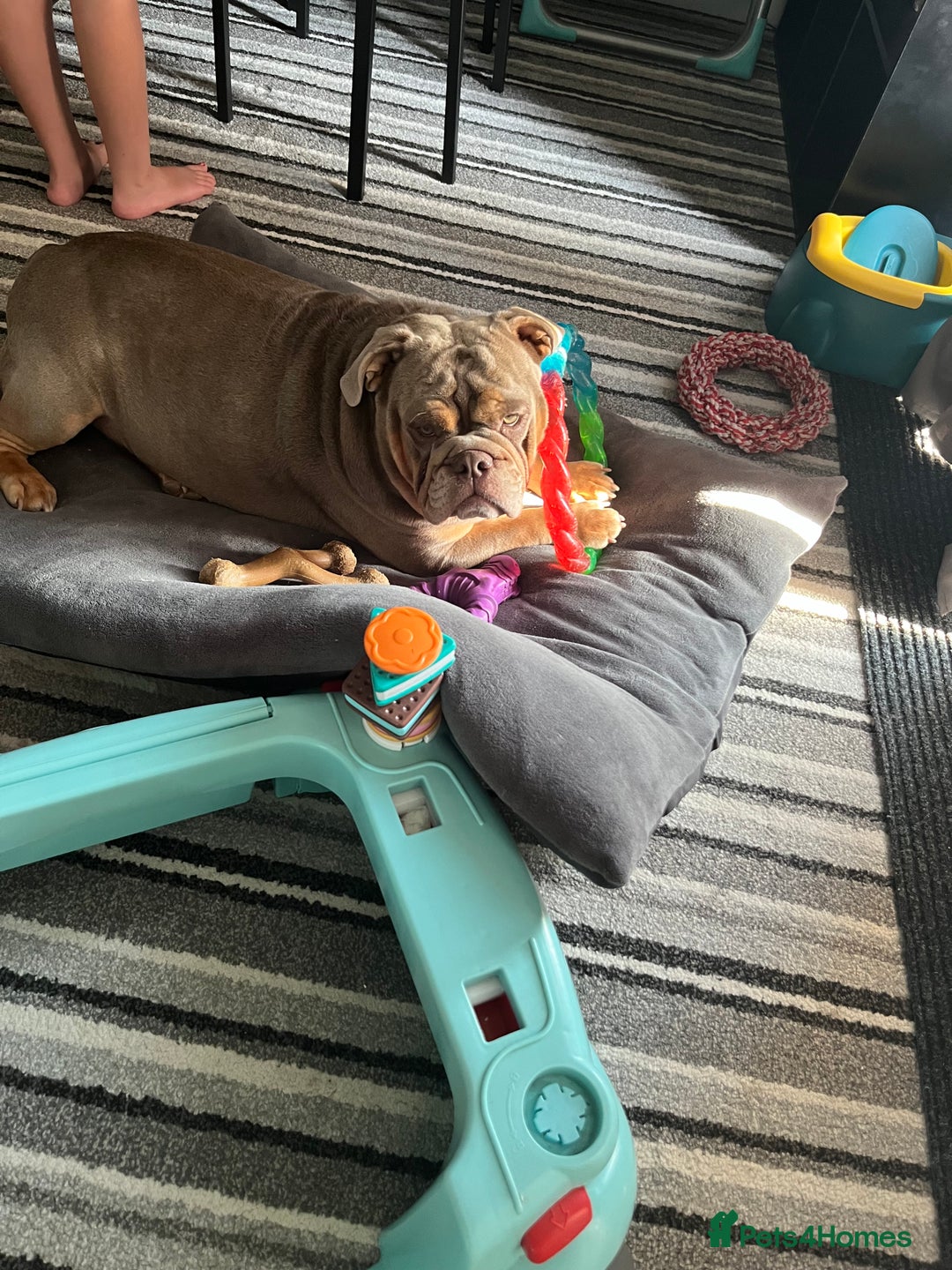 English Bulldog dogs for sale: Bonnie 3 year old British bulldog  - Advert 5