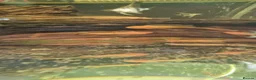 Plecos fish for sale: L519 honeycomb and longfin Super Red Plecos - Advert 3