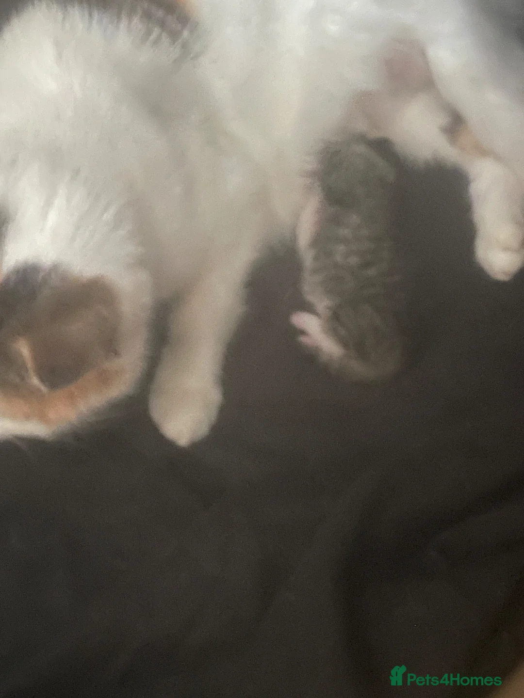 Mixed Breed cats for sale: Three beautiful kittens  in Liverpool - Advert 2