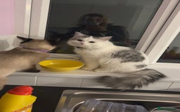 Ragamese cats for sale: Beautiful ragamese/bengal  - Image 19