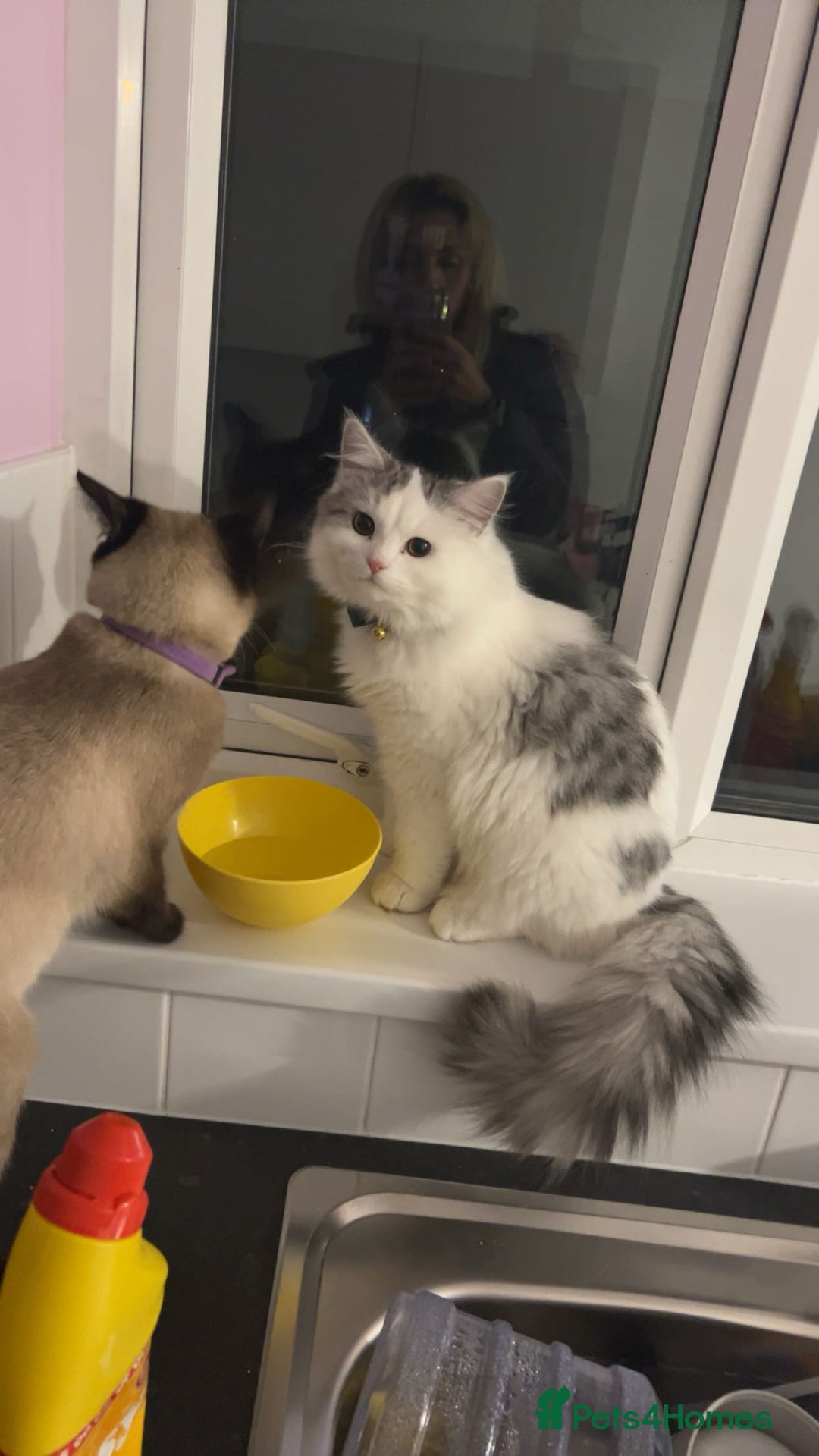 Ragamese cats for sale: Beautiful ragamese/bengal  - Image 19