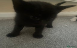 European cats for sale: Kittens for sale  - Image 5
