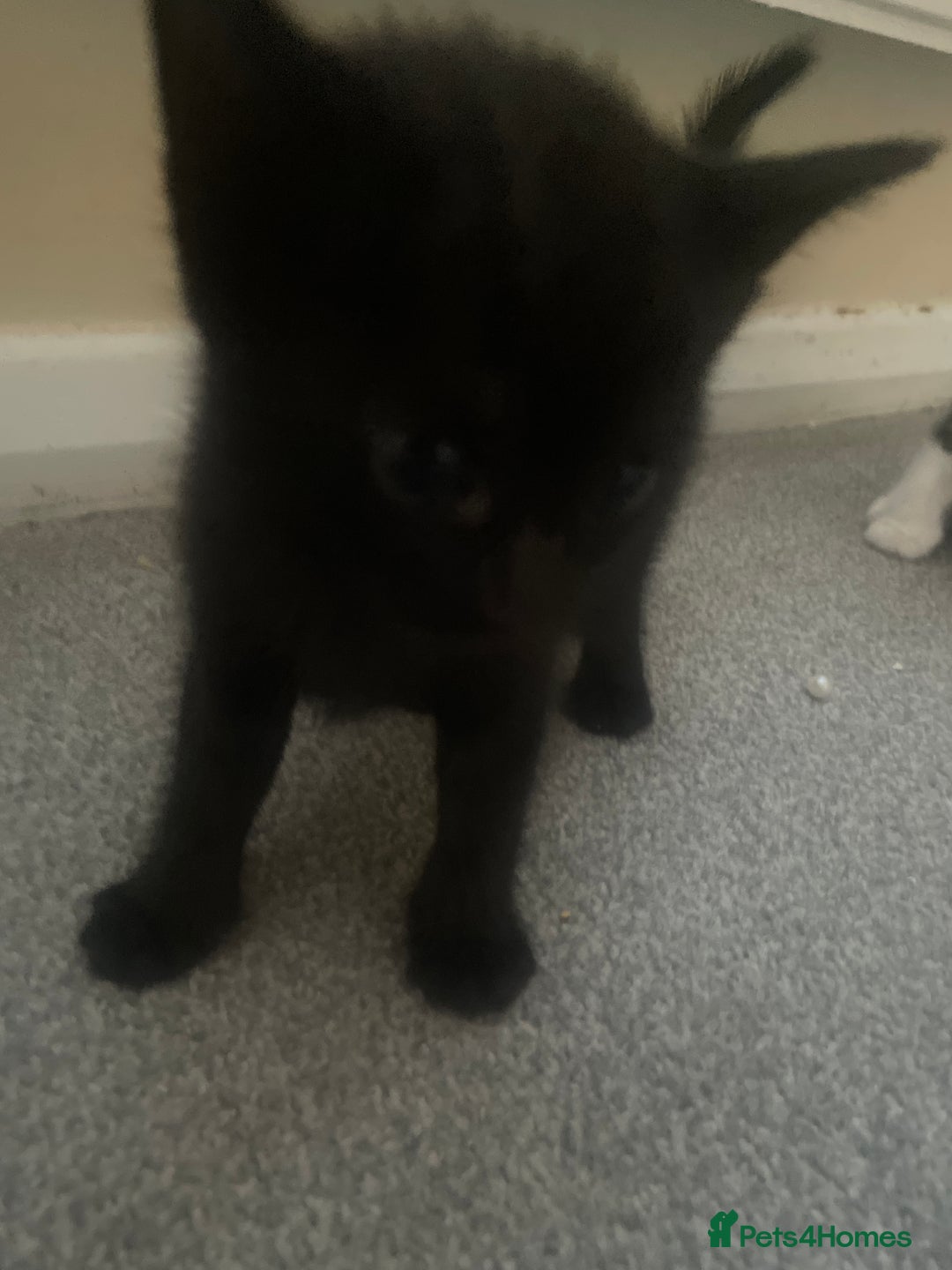 European cats for sale: Kittens for sale  - Image 5