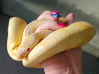 Python Snake reptiles in Andover - Advert 5