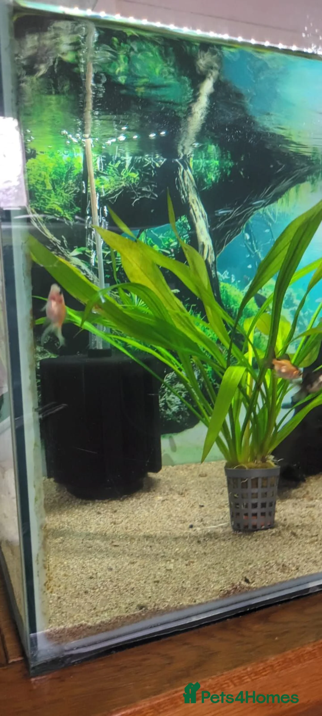 Fancy Goldfish fish for sale: Fancy Godfish  in Bellshill - Advert 2