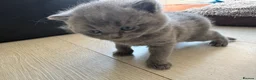 British Shorthair cats for sale: Purebred BSH Kittens- Premium & Imported Lineage - Advert 2