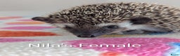 Pygmy Hedgehog rodents for sale: Last 2 Hoglets Remaining!! READY AND REDUCED!!! - Advert 1