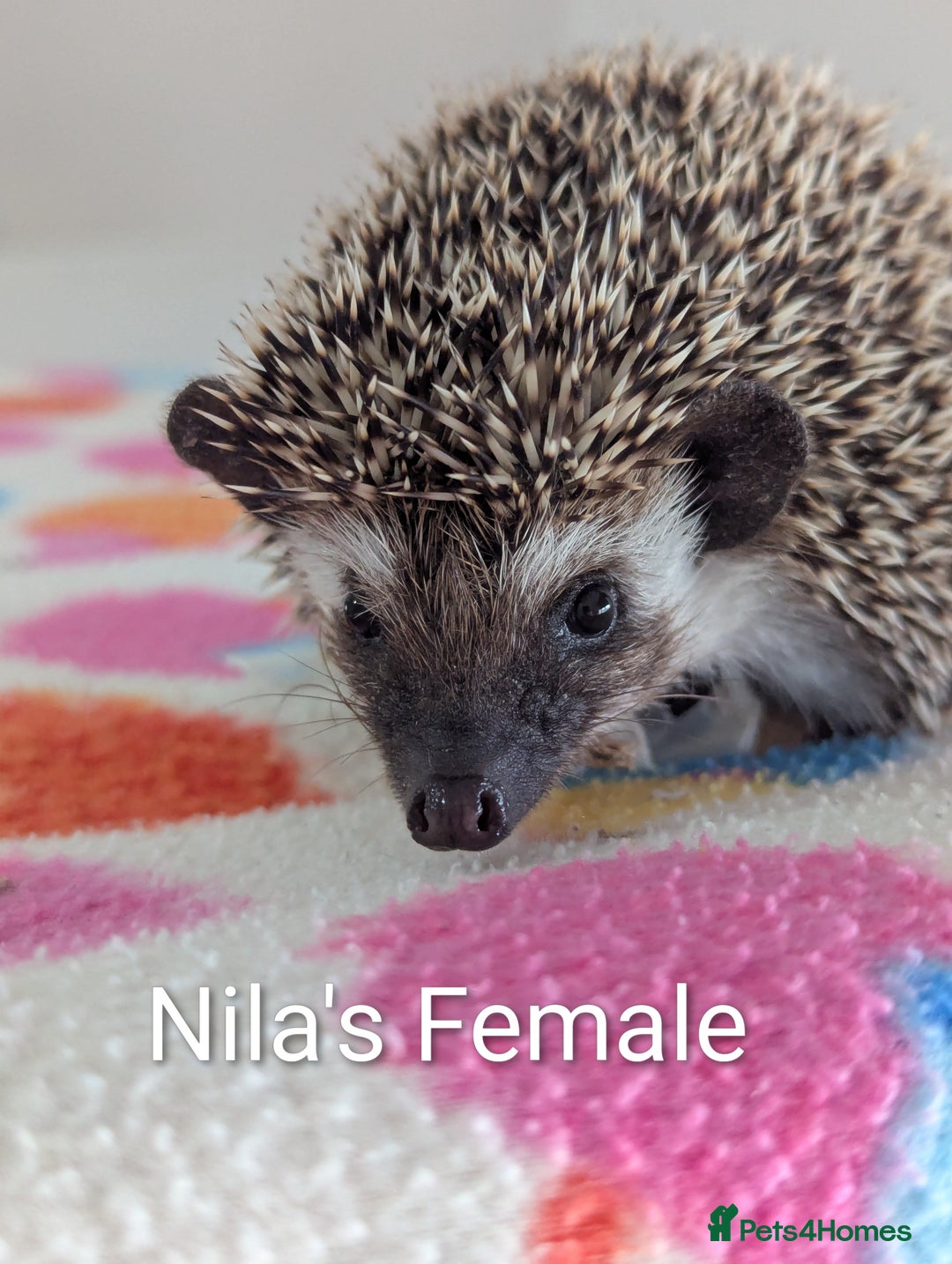 Pygmy Hedgehog rodents for sale: Last 2 Hoglets Remaining!! READY AND REDUCED!!! - Advert 1