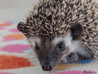 Pygmy Hedgehog rodents Gorgeous Hoglets need 5*homes.READY NOW!!!! - Advert 14