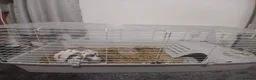 Mixed Breed rabbits for sale: Cosey Rabbit home  in Bedford - Advert 2
