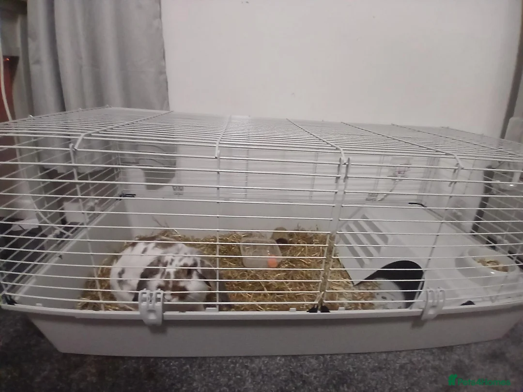 Mixed Breed rabbits for sale: Cosey Rabbit home  in Bedford - Advert 2