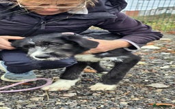 Mixed Breed dogs for adoption: DONNIE - Image 2