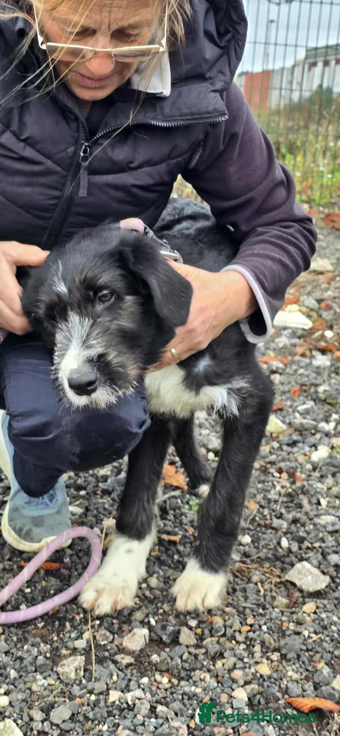 Mixed Breed dogs for adoption: DONNIE - Guardian breed experience required  - Advert 6