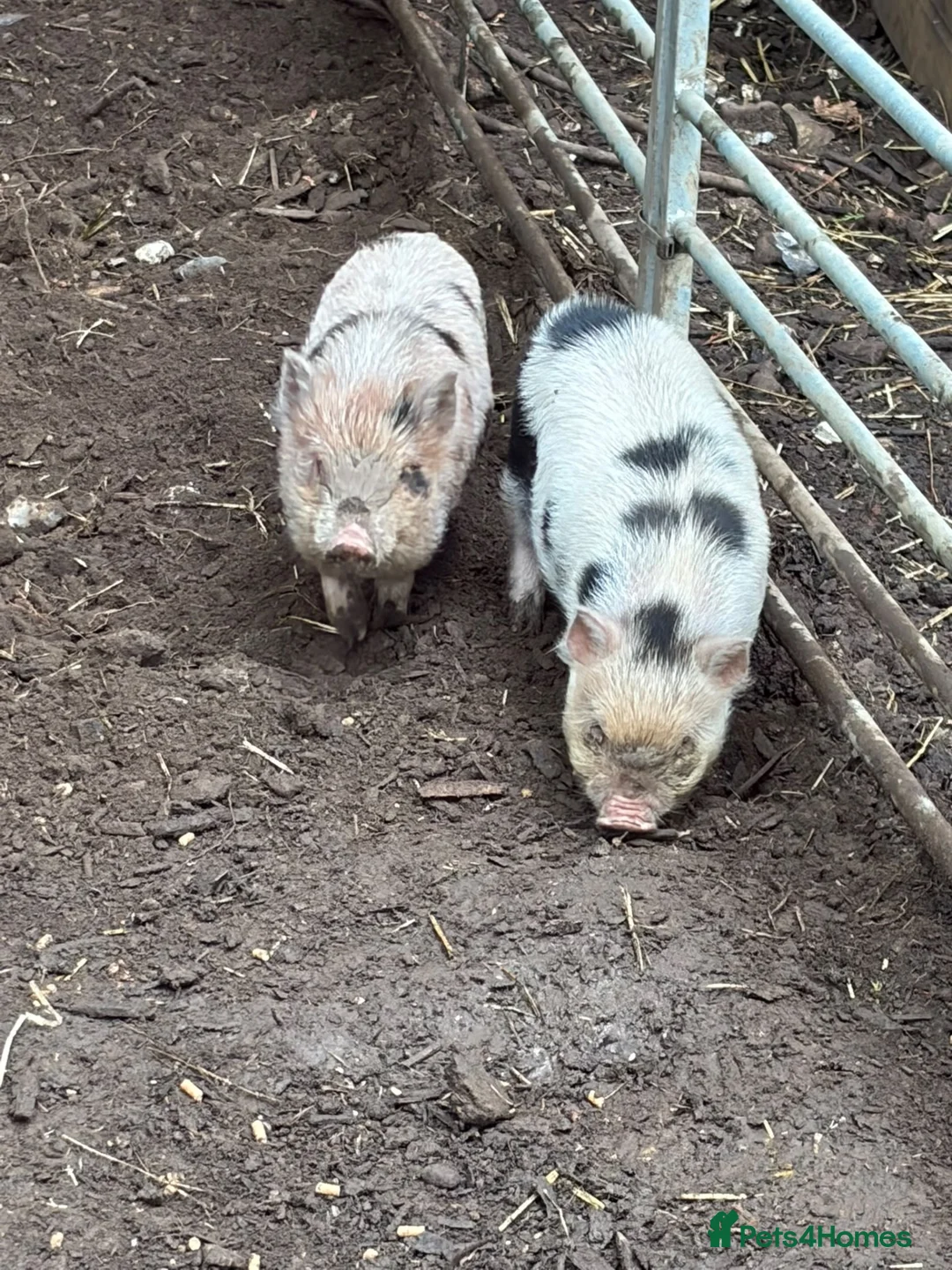 Pig livestock for sale: 2 x piglets aka the Chuckle brothers available  - Advert 2