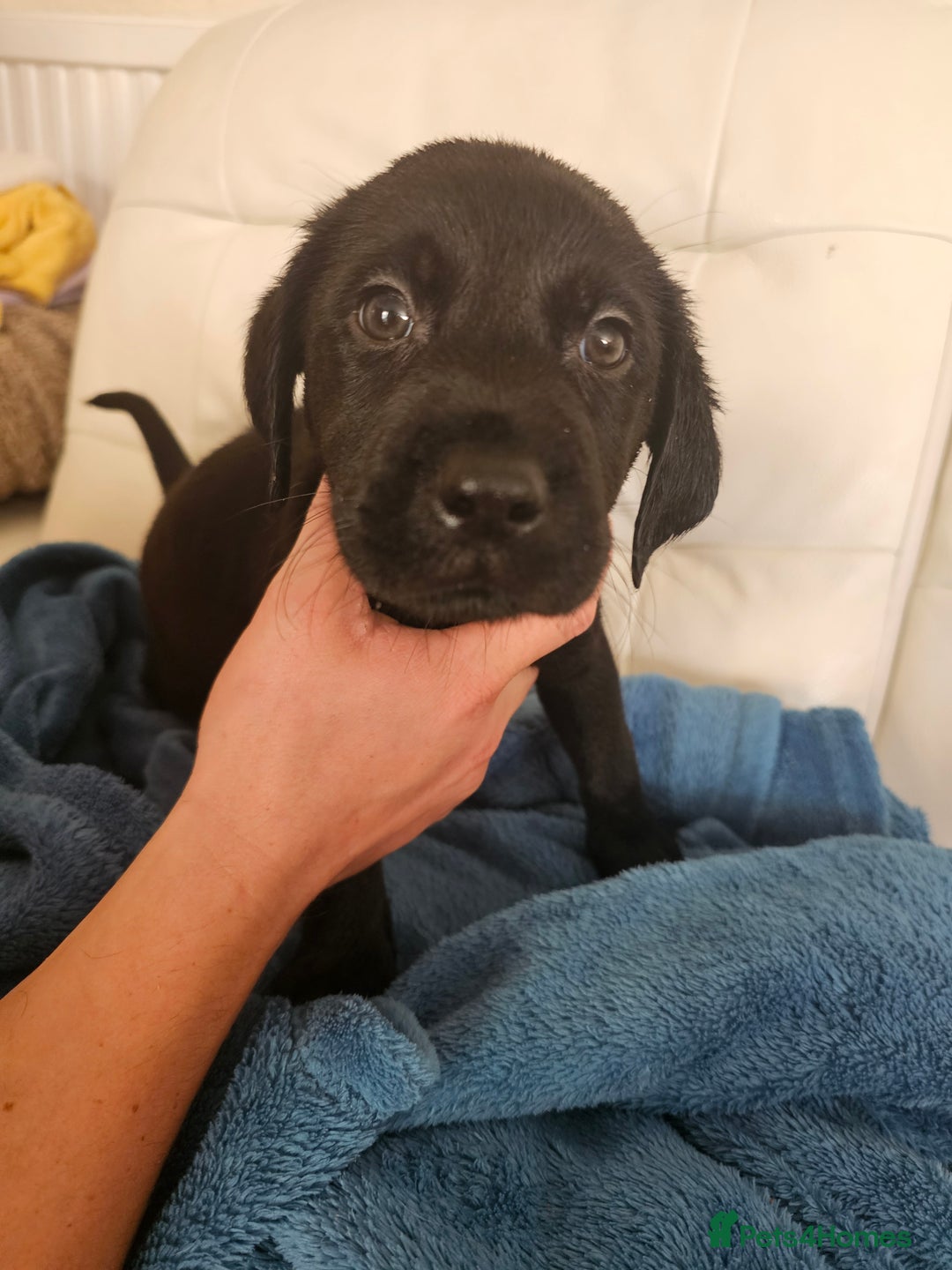 Labrador Retriever dogs for sale: 2boys / 4 girls  READY TODAY FOR FOREVER HOMES - Image 37