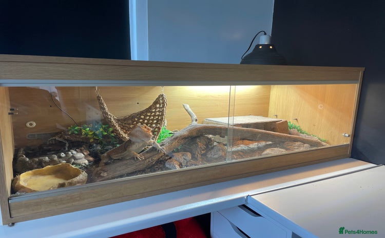 Bearded Dragon reptiles - Advert 4