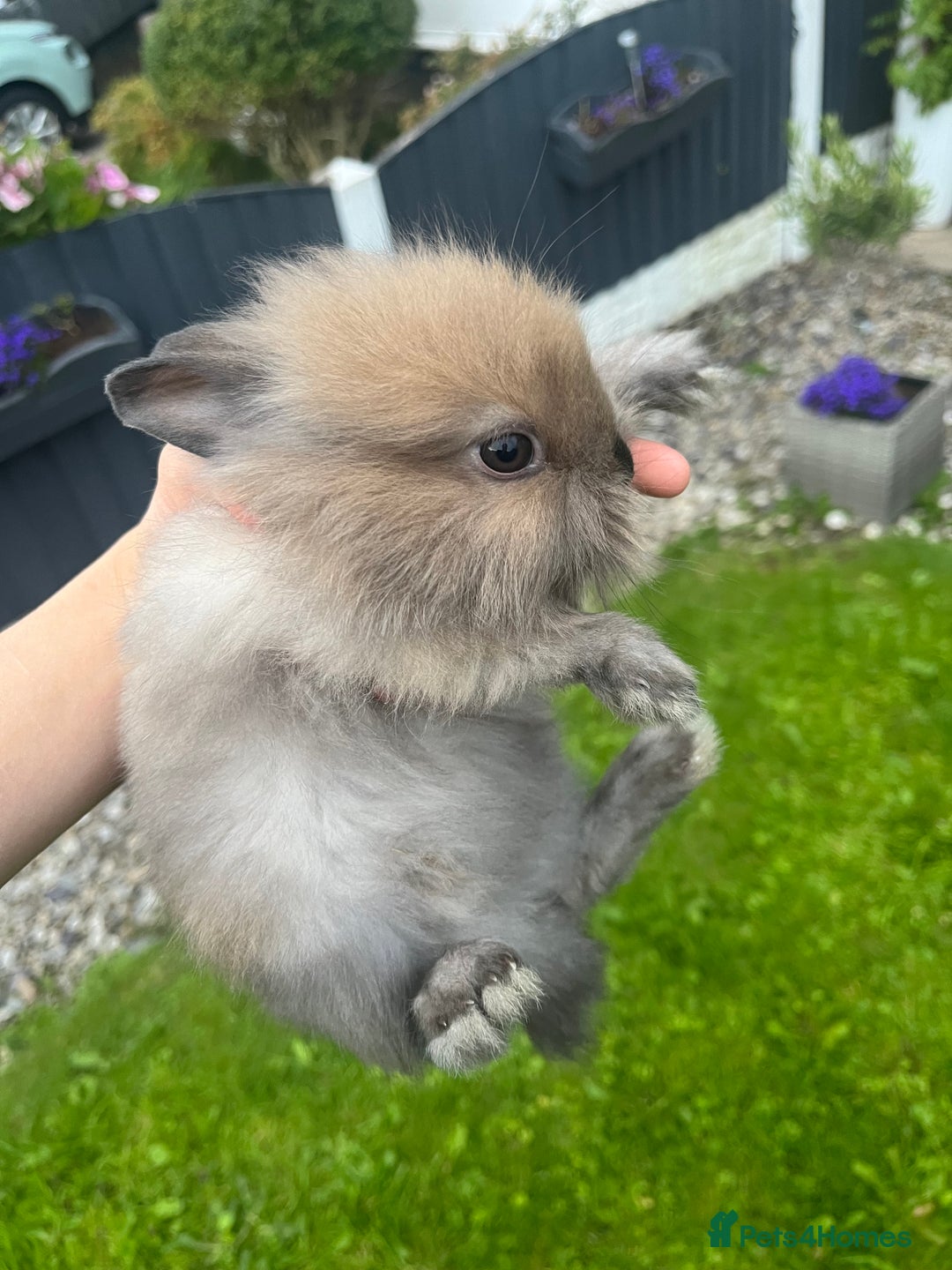 Lionhead rabbits for sale: 8 week lionhead doe  - Image 4